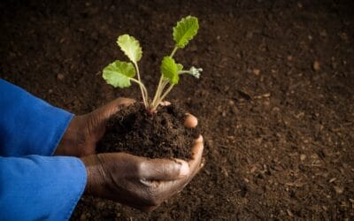 Ridgeville, South Carolina Healthy Food Business Advocates for Women Farmers